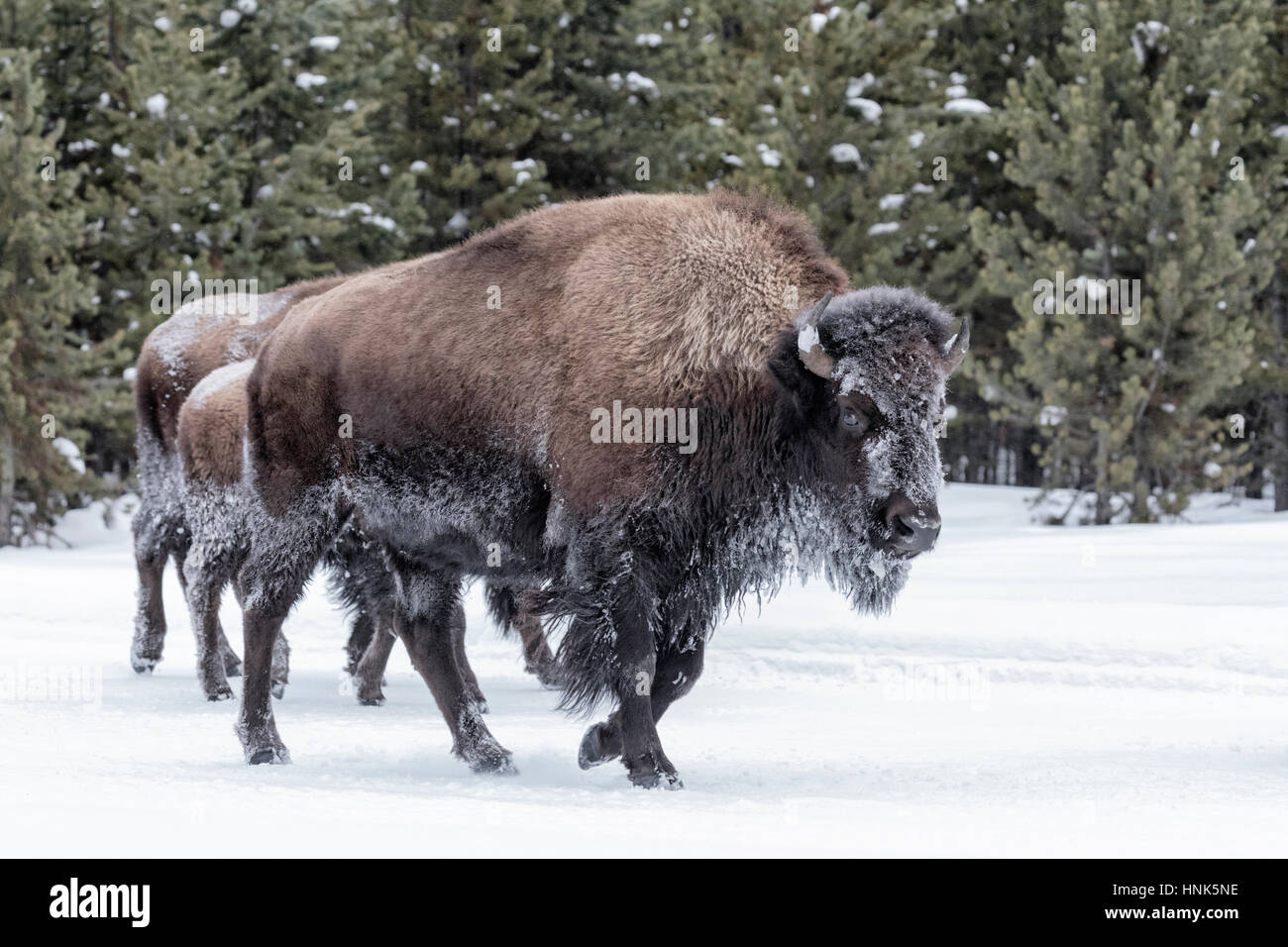 American Bison - family group Stock Photo
