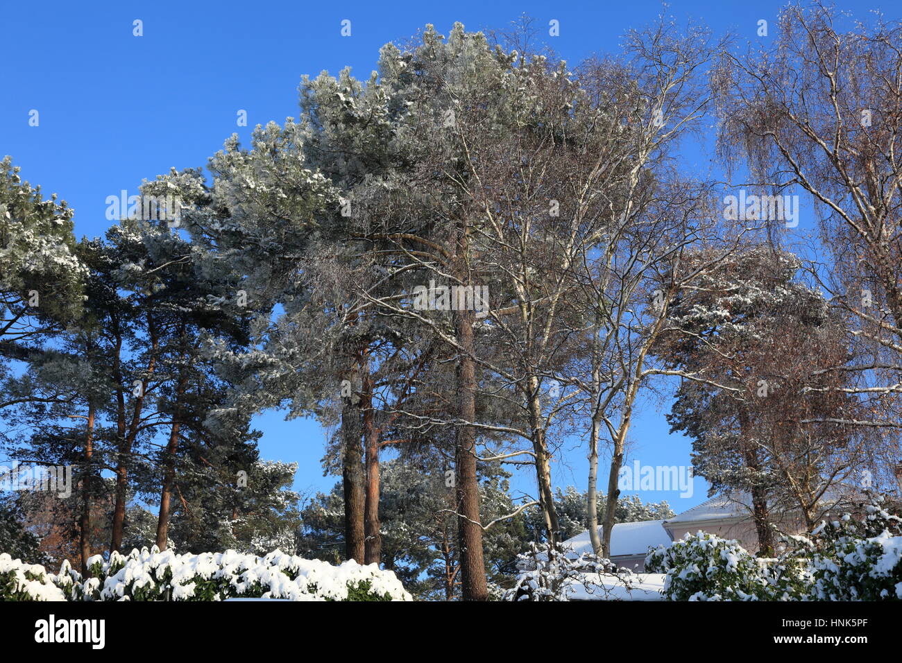 Sunlit Vegetation High Resolution Stock Photography and Images - Alamy