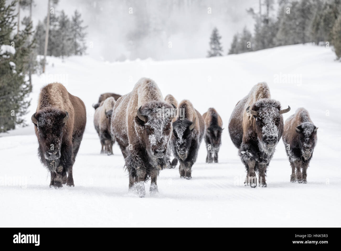 American Bison family group Stock Photo Alamy