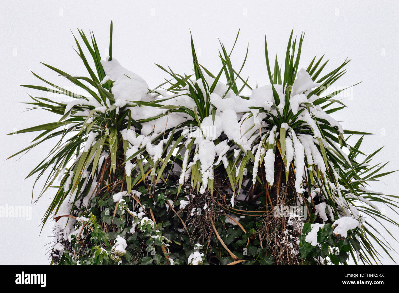 snow tree on a white background Stock Photo - Alamy