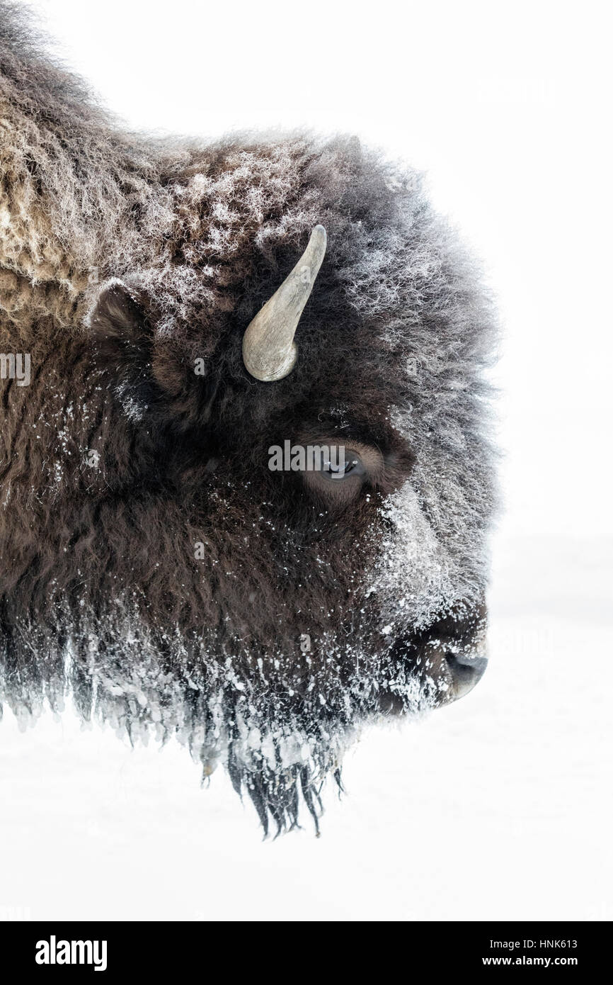 American Bison - female portrait Stock Photo