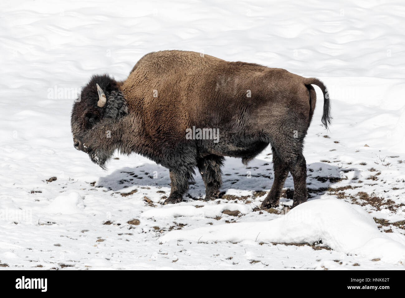 American Bison - mature male Stock Photo