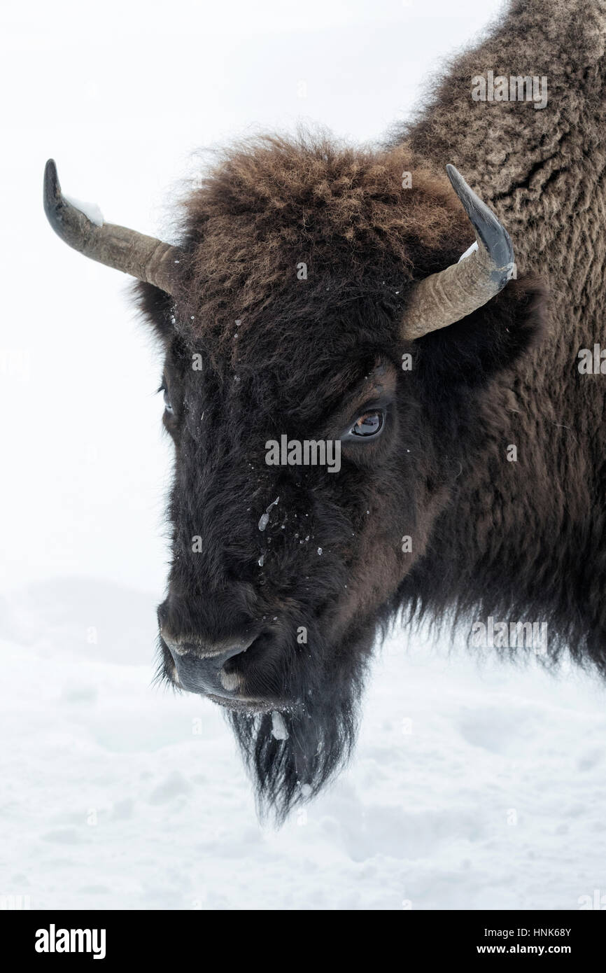 American Bison - young cow portrait Stock Photo