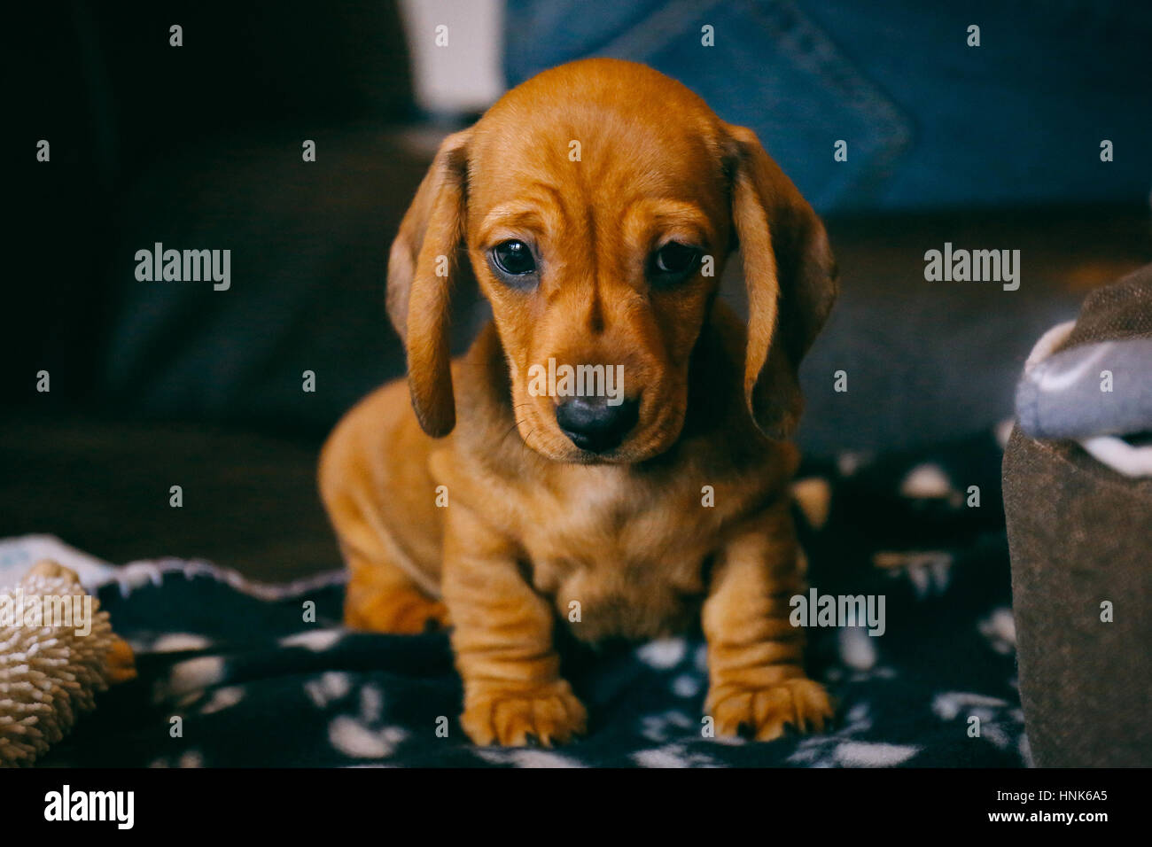 8 weeks old smooth brown dachshund puppy sitting on a brown leather sofa and black blanket with paws print, toy and bed near. First day in a new home Stock Photo