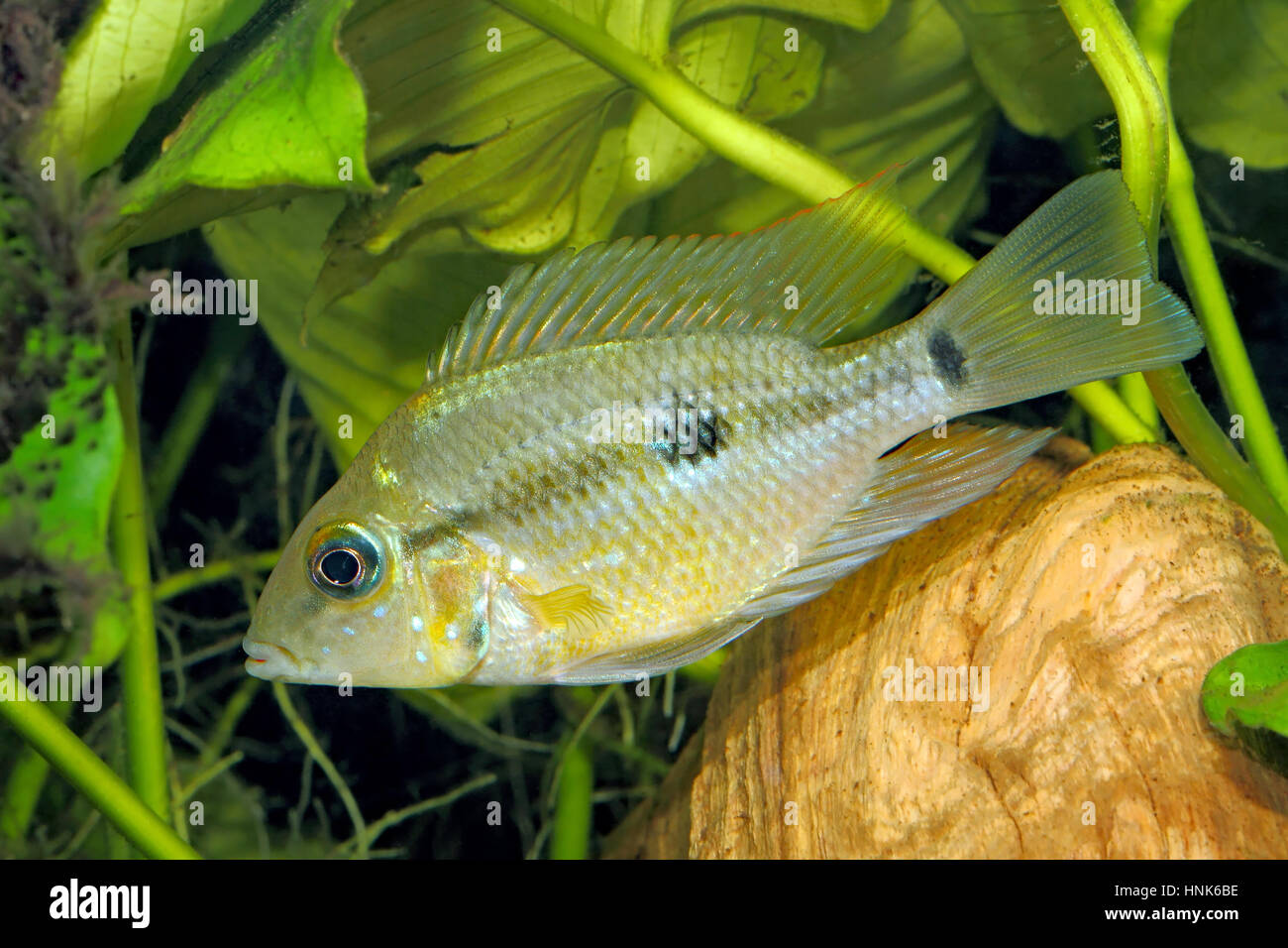 Yellow Fire Mouth (Thorichthys pasiones) - juvenile female Stock Photo