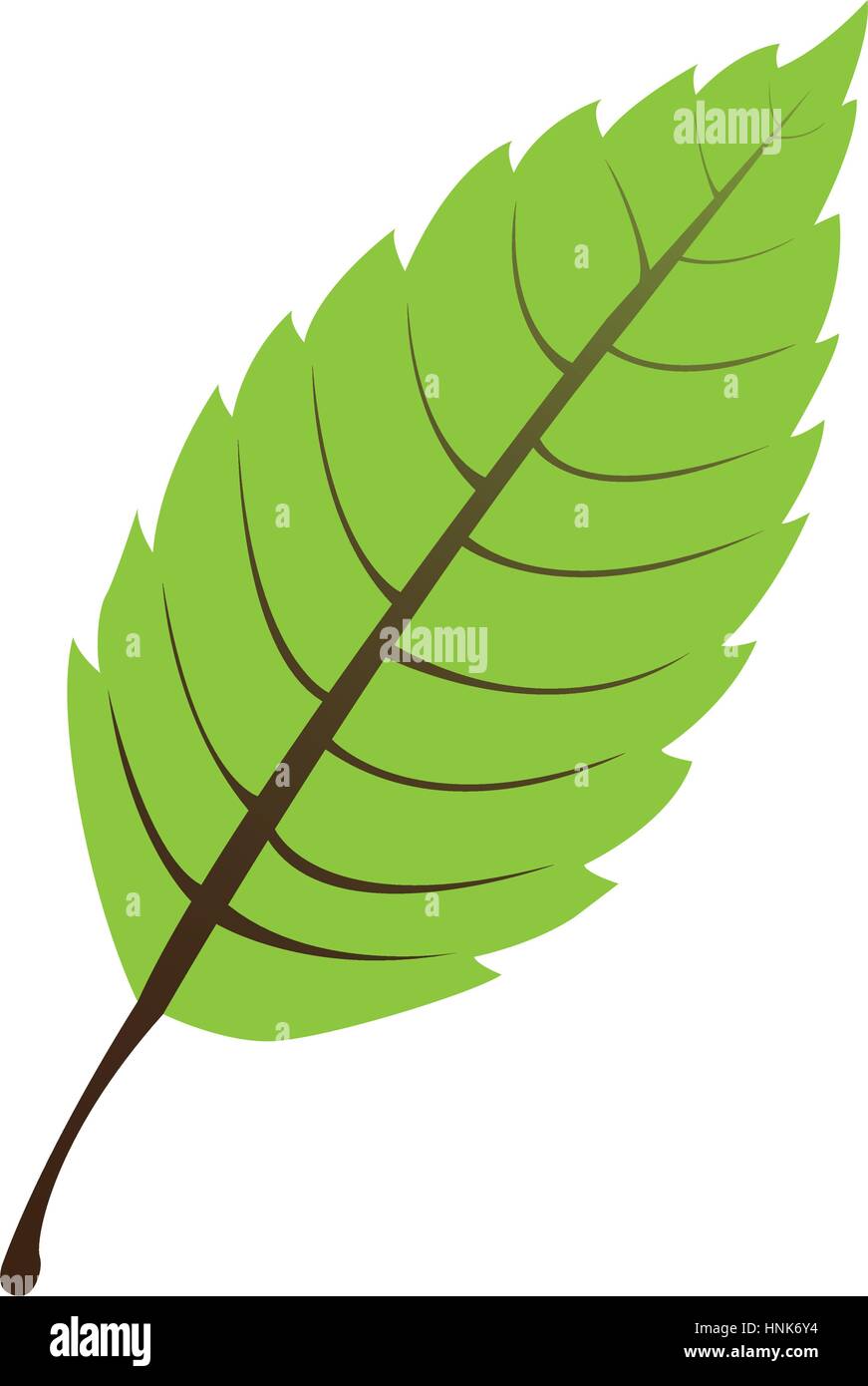 Isolated green leaf Stock Vector Image & Art - Alamy