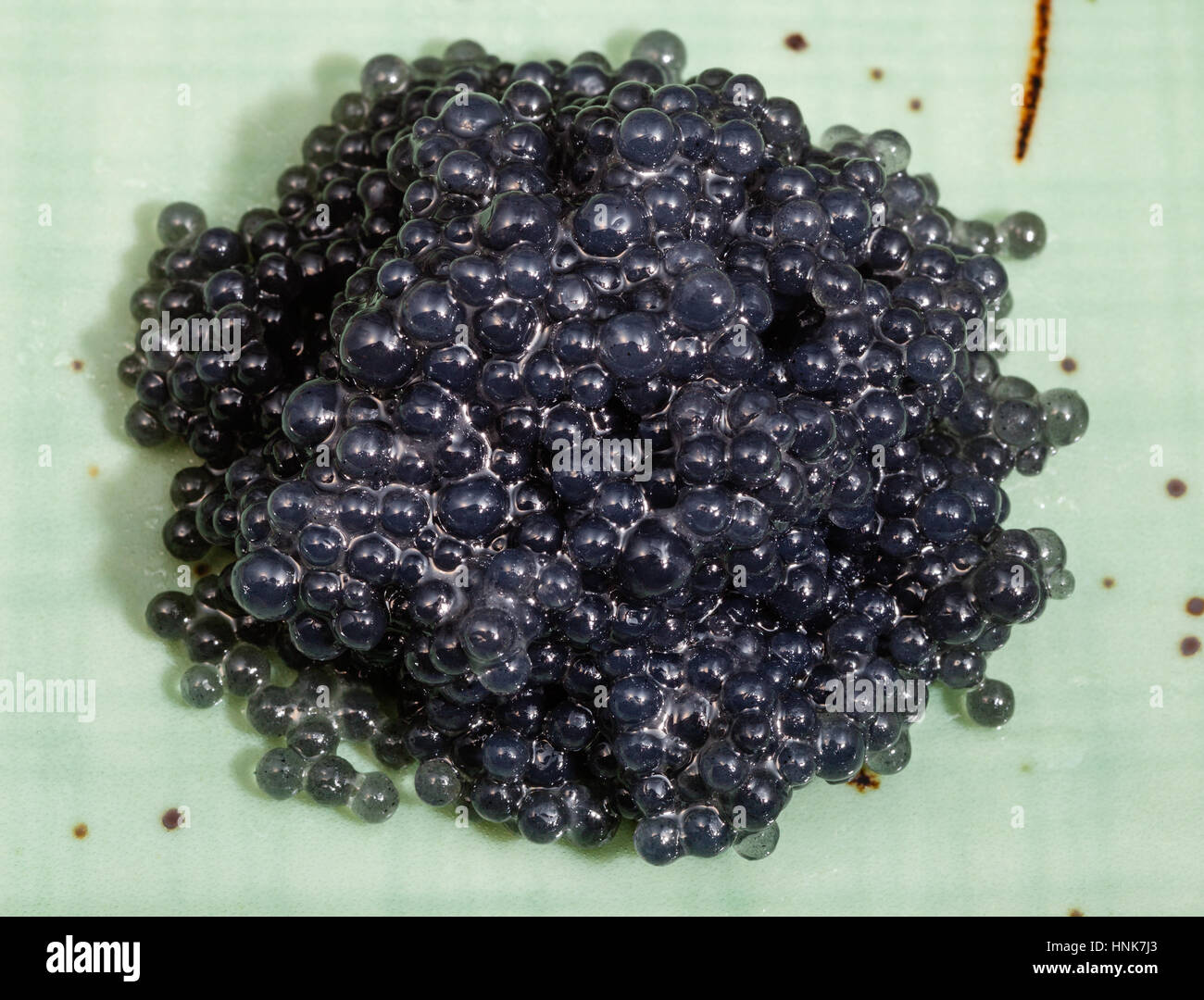 Pacific Halibut High Resolution Stock Photography and Images Alamy