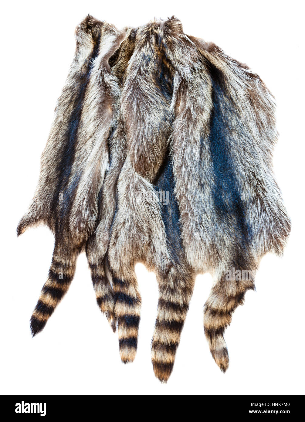 material for fur clothing - several natural raccoon pelts Stock Photo