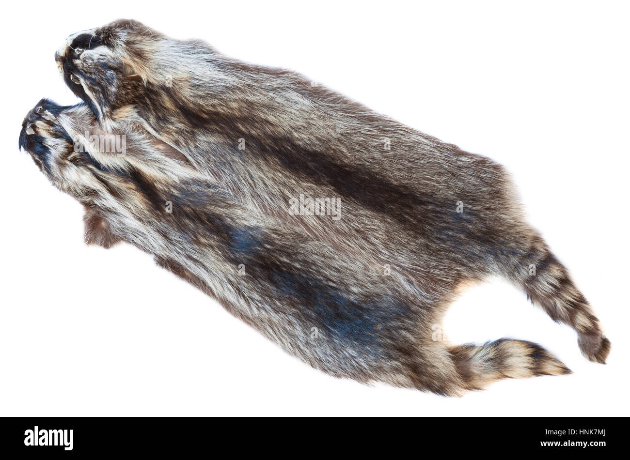 material for fur clothing - two natural raccoon pelts Stock Photo