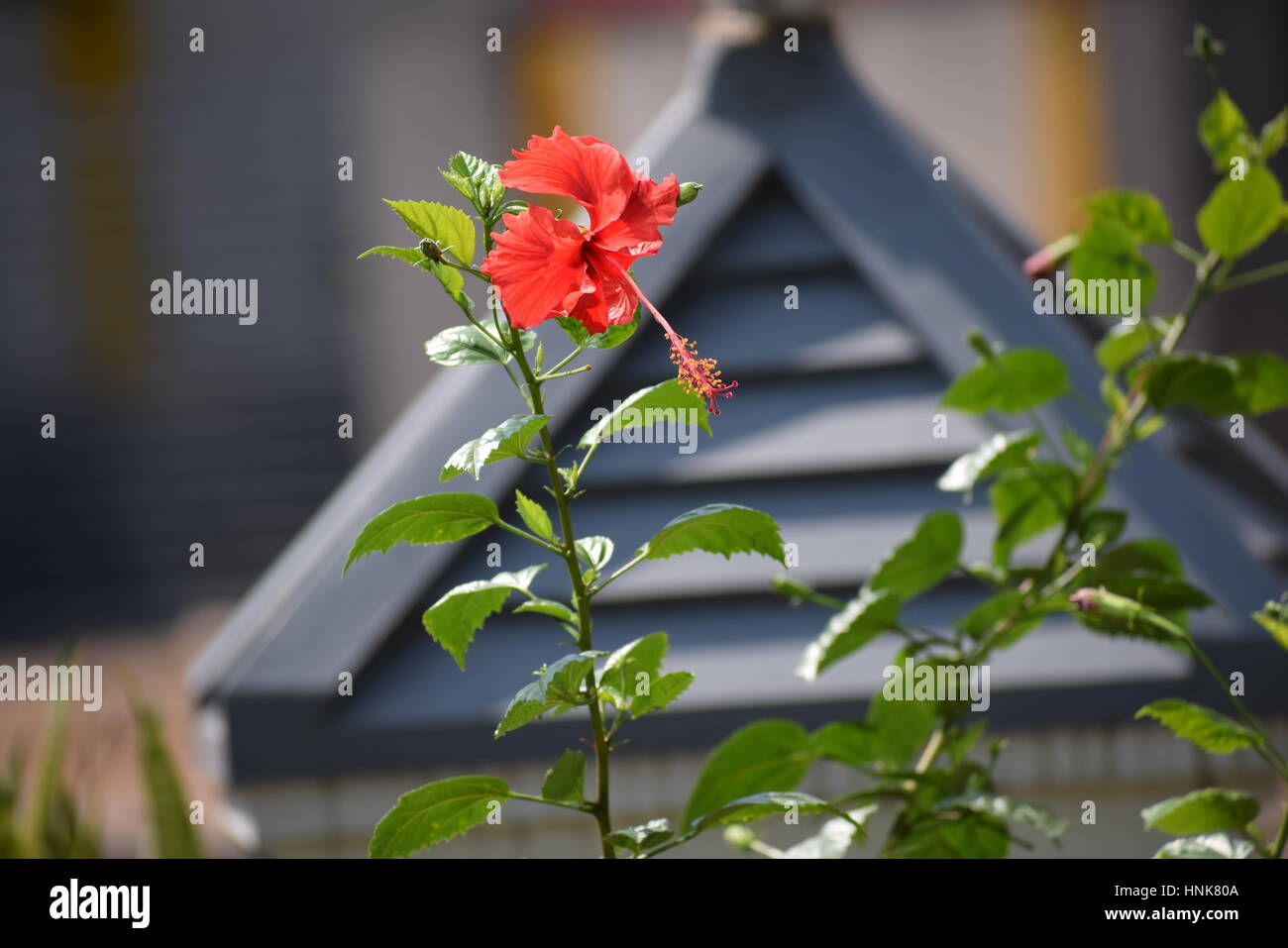 Sleeping hibiscus is a plant in the hibiscus family that we grow as an  ornamental plant. There are many varieties, each species has different  flower s Stock Photo - Alamy