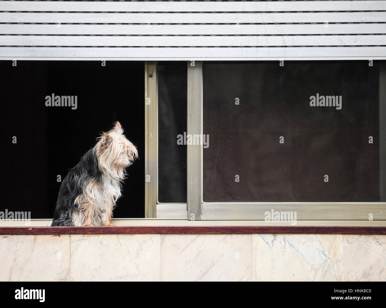 Yorkshire Terrier on city apartment window ledge. Stock Photo