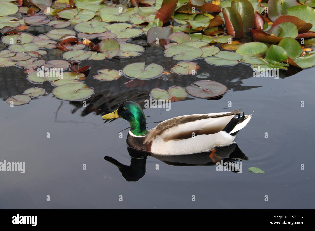 Mallard duck (male) swimming in water lily pond with leaves - Botanical garden Stock Photo