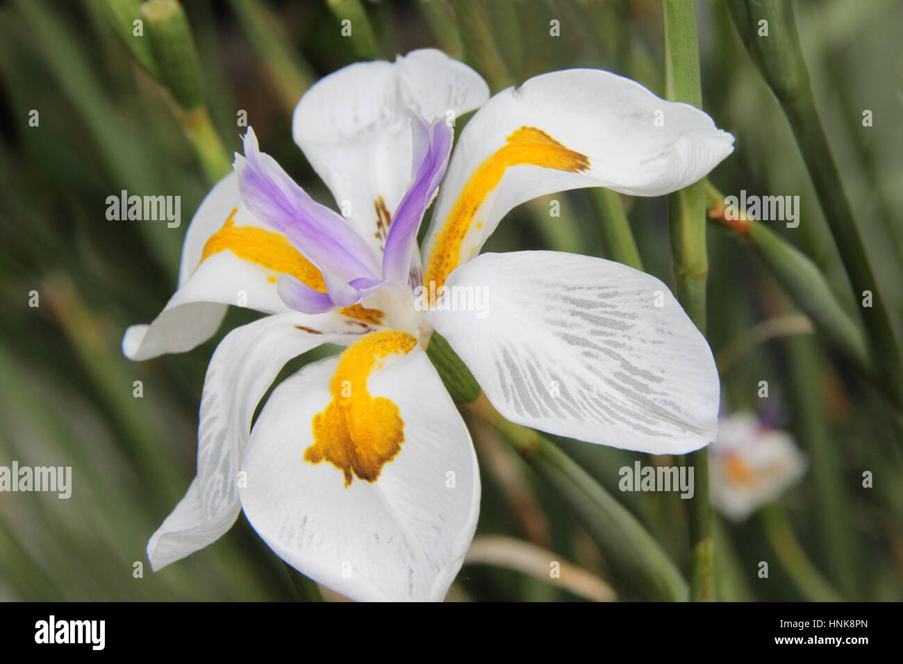 Dietes Grandiflora, Iris flower, white, closeup Stock Photo Alamy