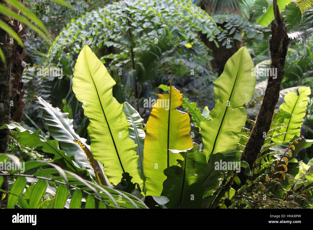 Bird's nest fern with large leaves in tropical rainforest / jungle