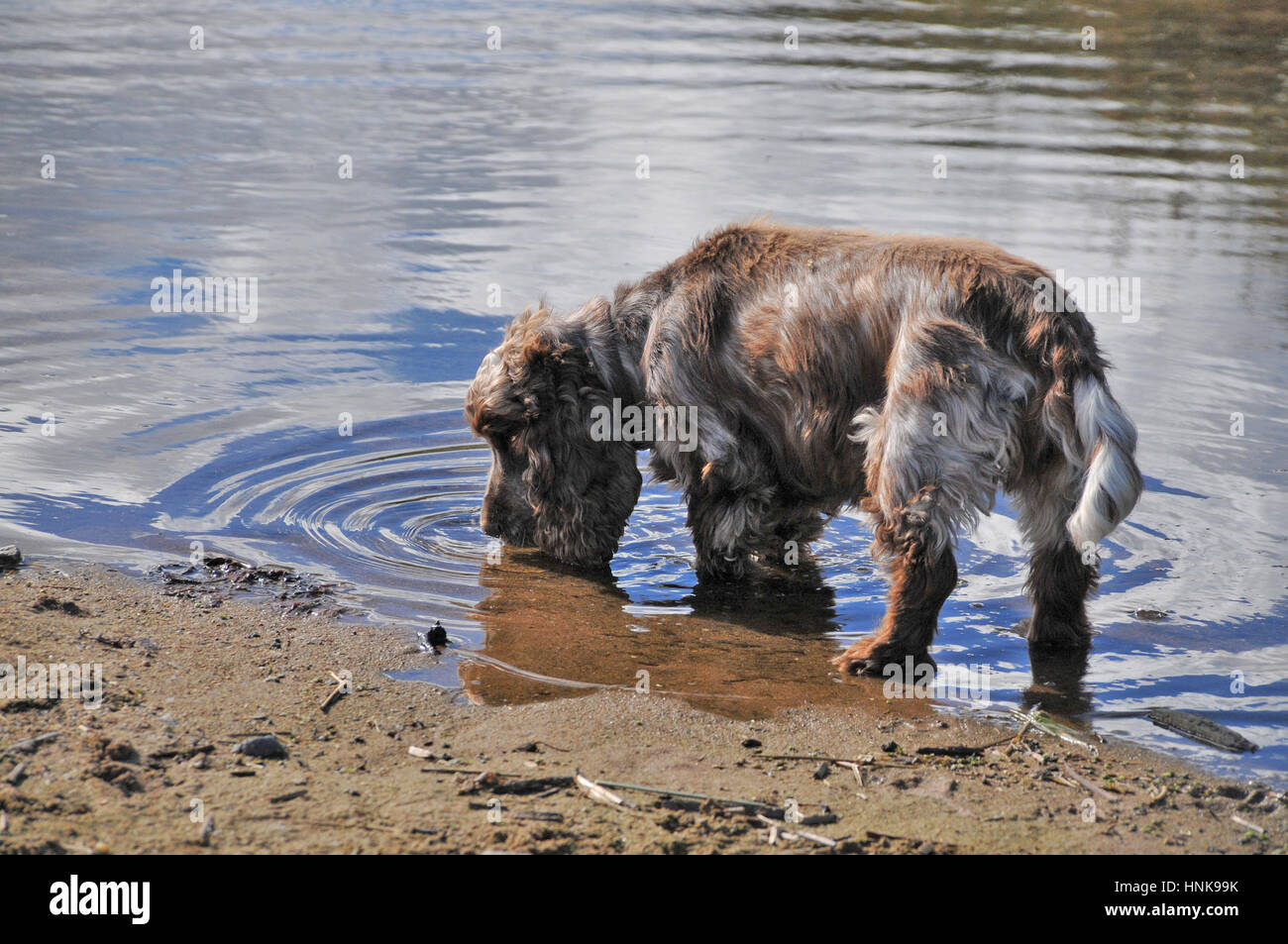 A thirsty cocker spaniel dog lapping / drinking water from a river. Stock Photo