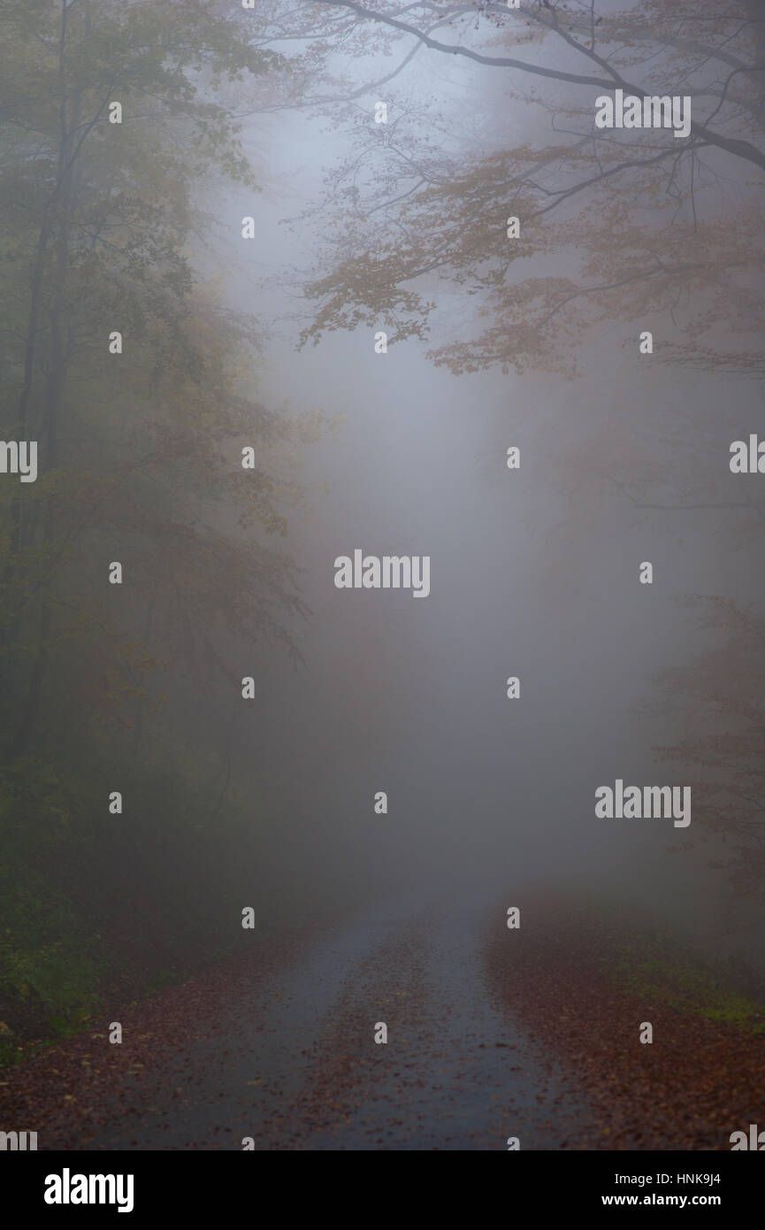 Mystic foggy forest road hi-res stock photography and images - Alamy