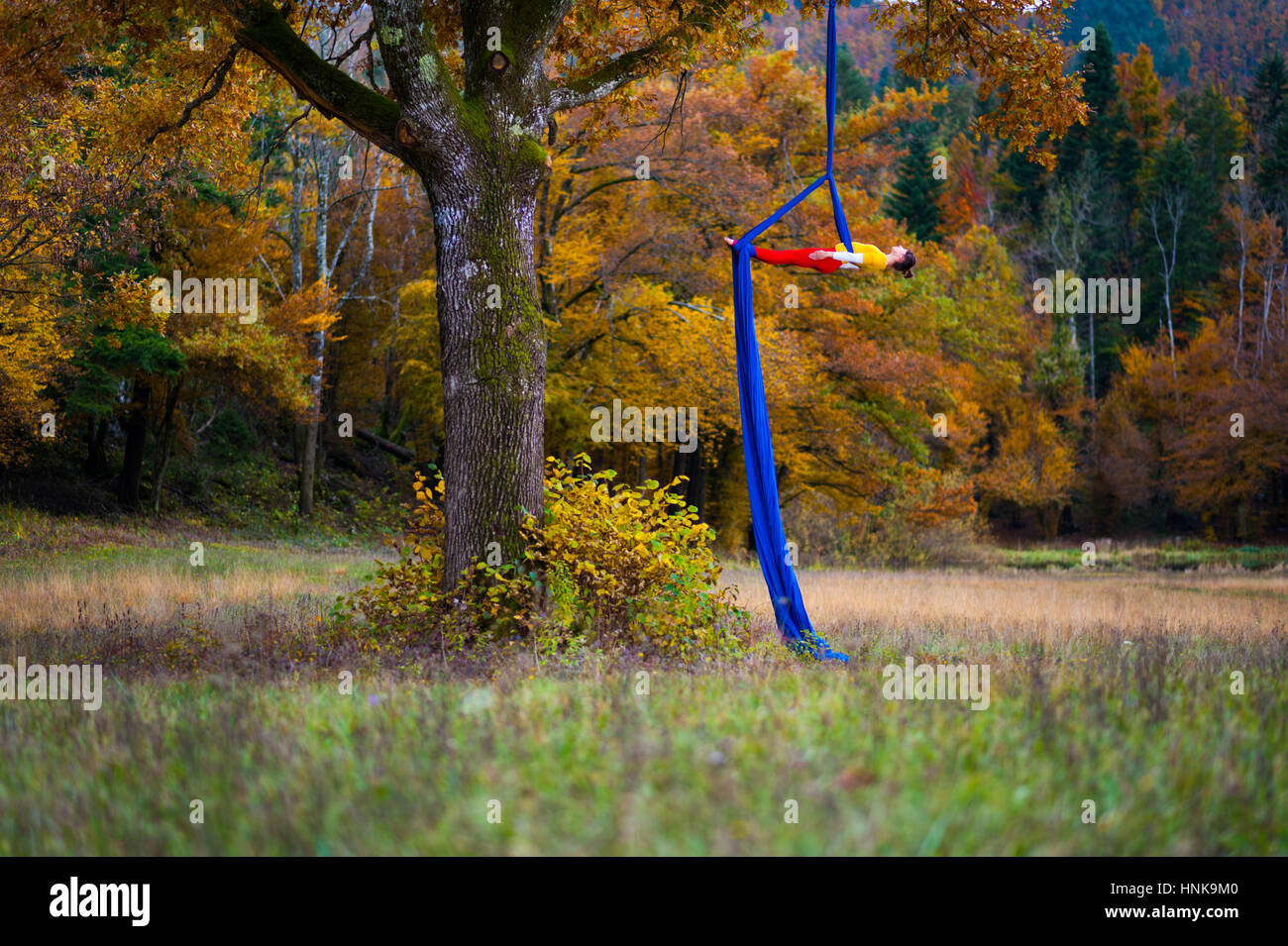 Performing aerial acrobatics on a blue silk hanging from an oak tree. Stock Photo