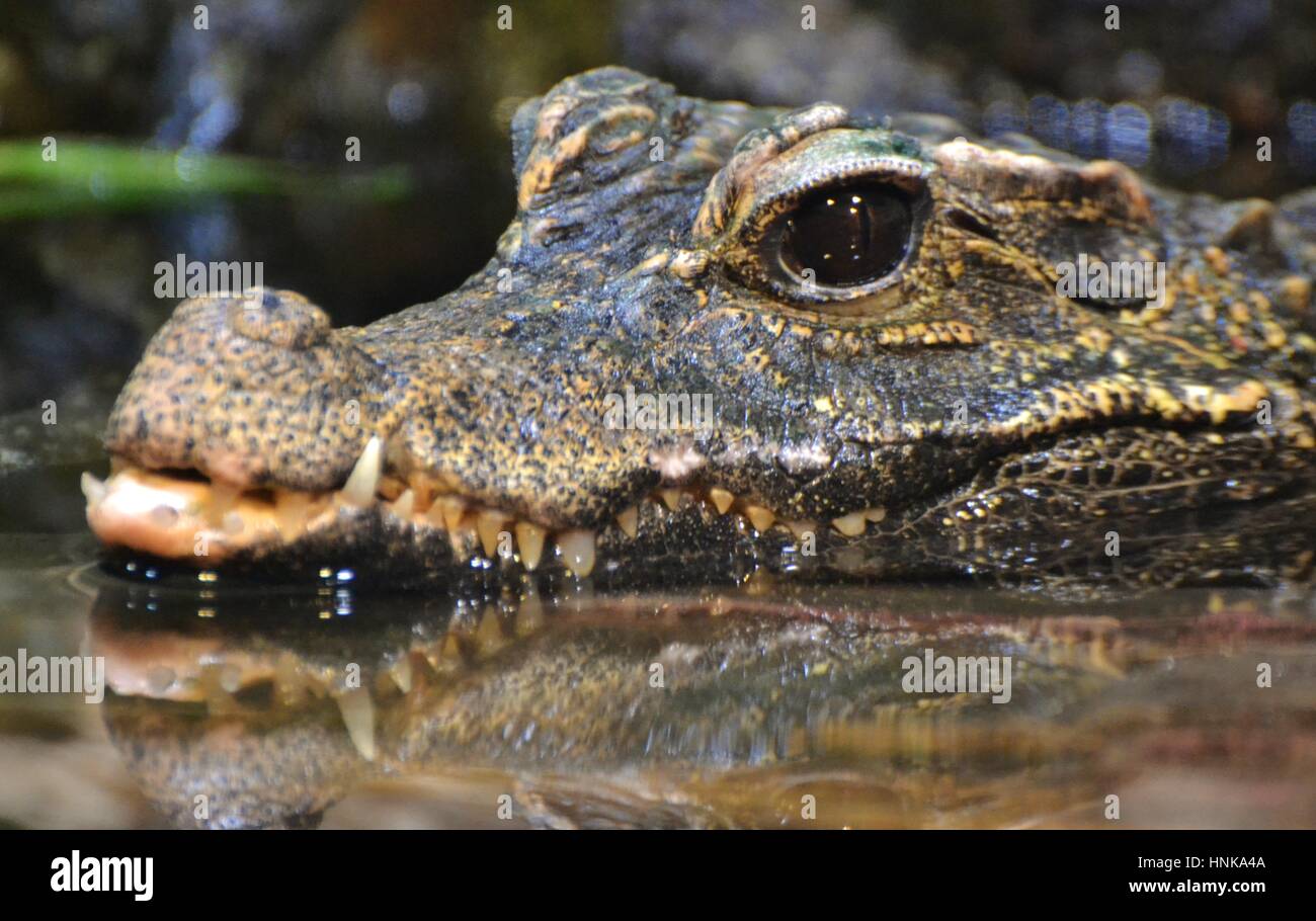 An American alligator (Alligator mississippiensis), in a Florida swamp Stock Photo