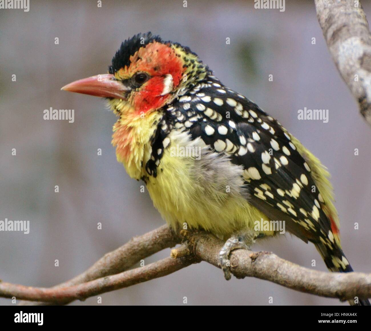 The red-and-yellow barbet (Trachyphonus erythrocephalus) is a species of African barbet found in eastern Africa. Stock Photo
