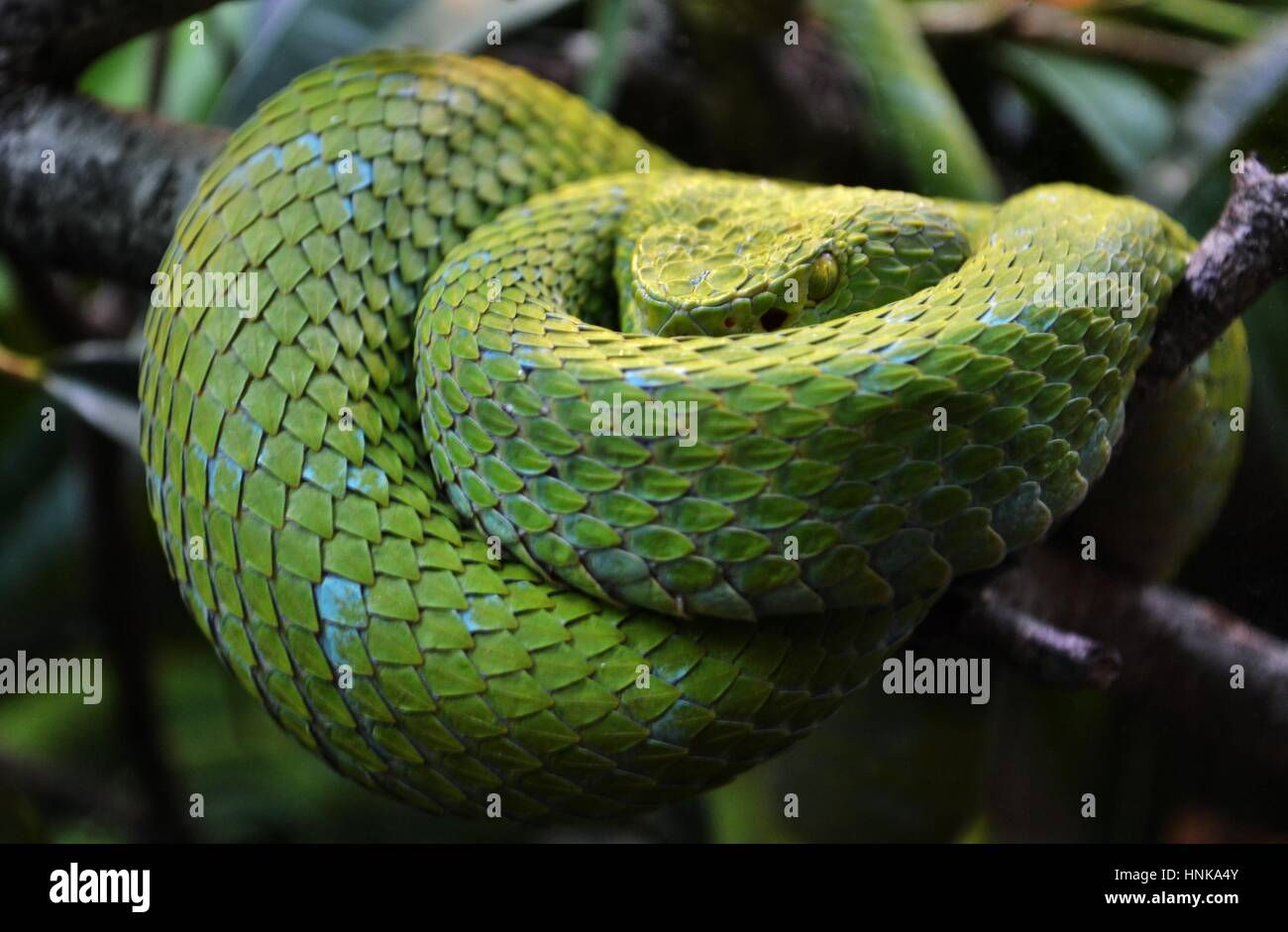 The Mexican Palm Pit Viper - Rowley's Palm Pit Viper (Bothriechis rowleyi) is a venomous green pit viper species found in Mexico. Stock Photo