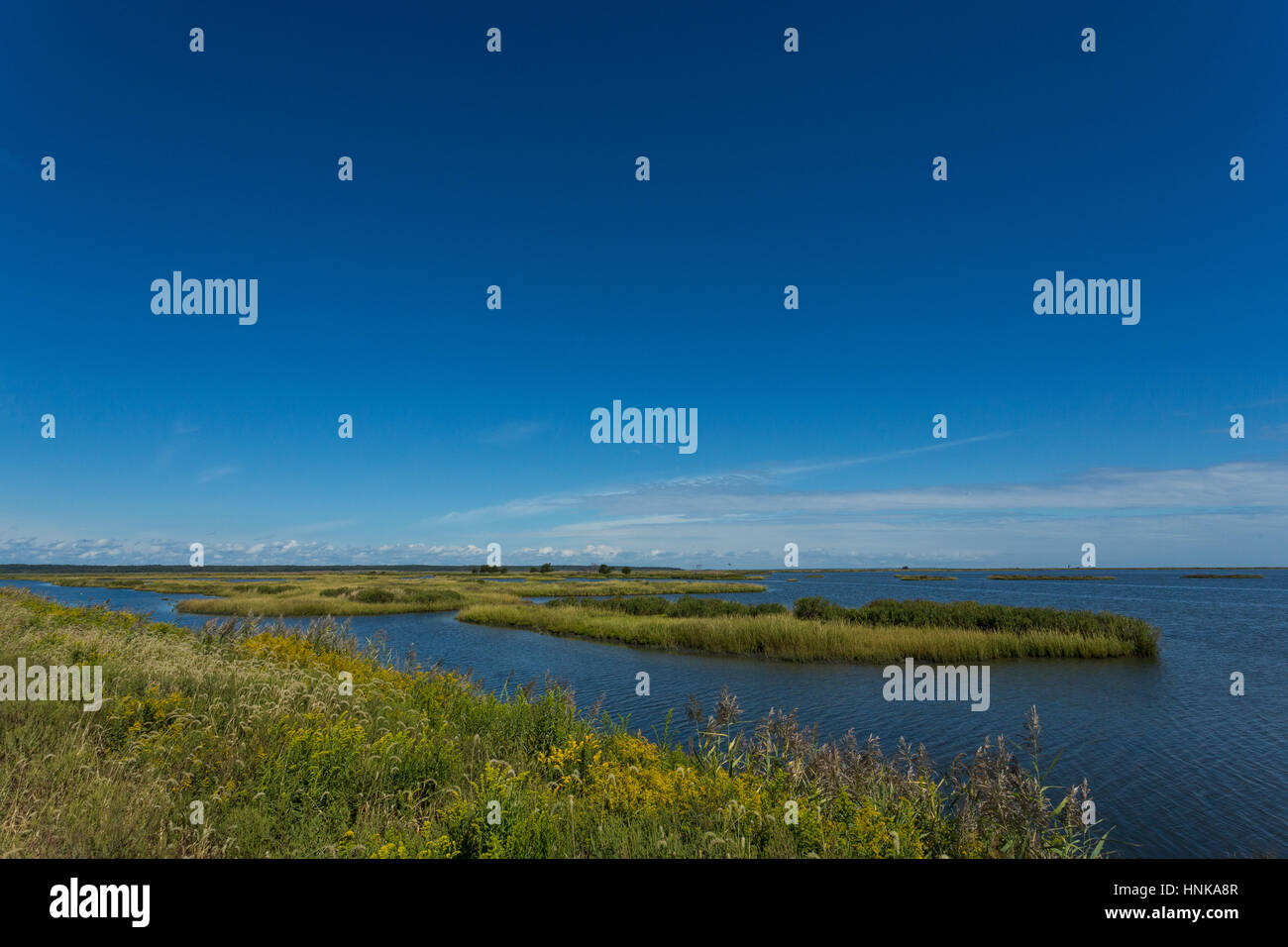 Edwin B. Forsythe National Wildlife Refuge as seen from a Wildlife Drive Stock Photo