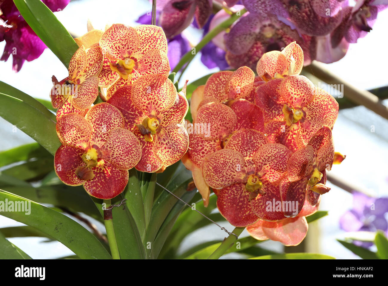 Closed up Thai Orange Orchid in the farm Stock Photo