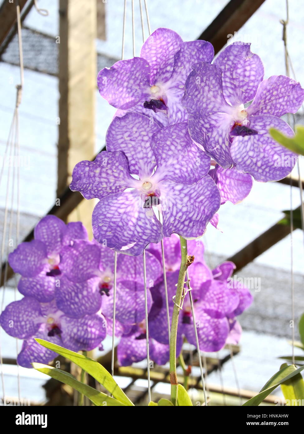 Thai Purple Orchid in the farm Stock Photo