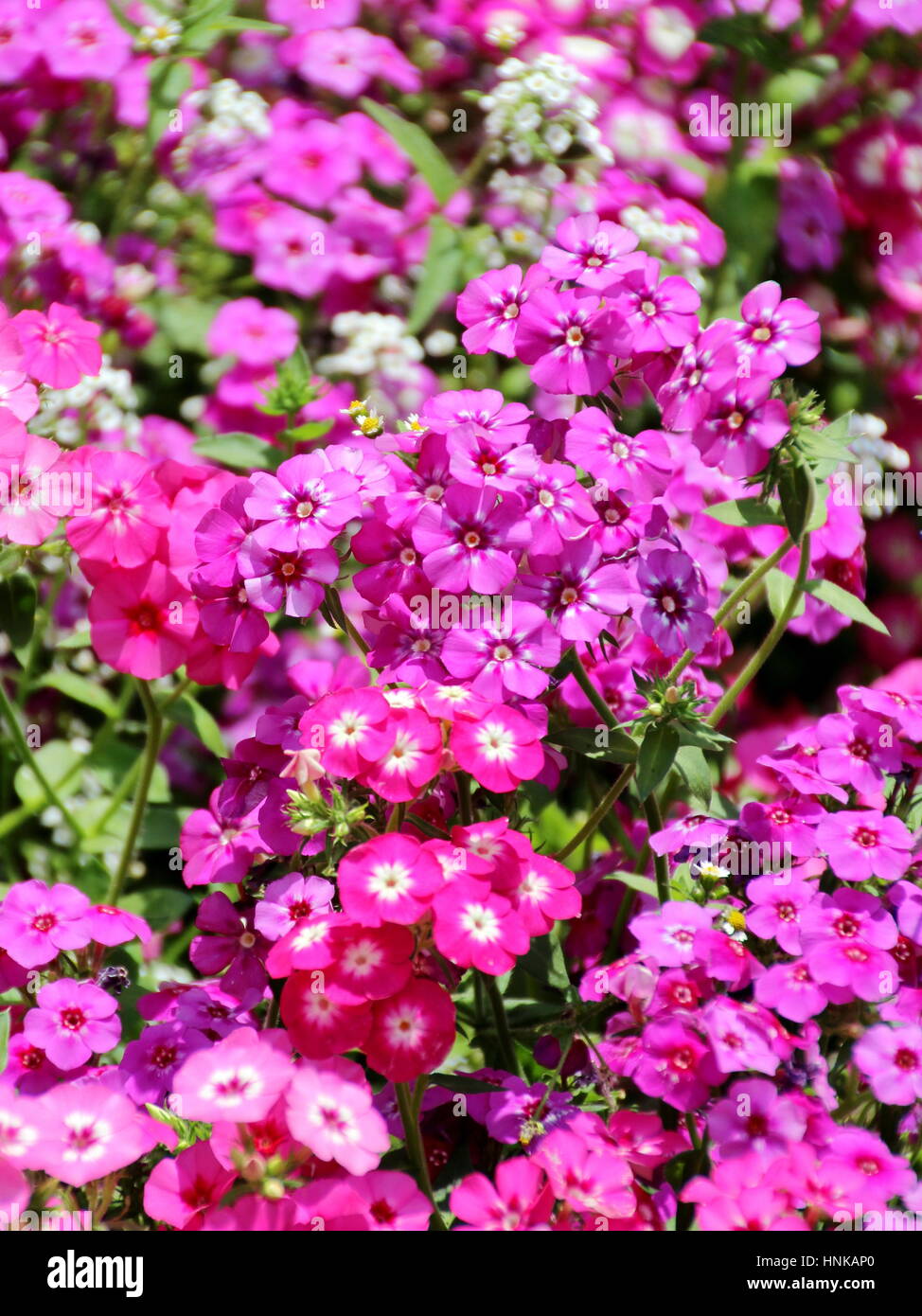 Phlox flower Phlox paniculata (Garden Phlox) Stock Photo