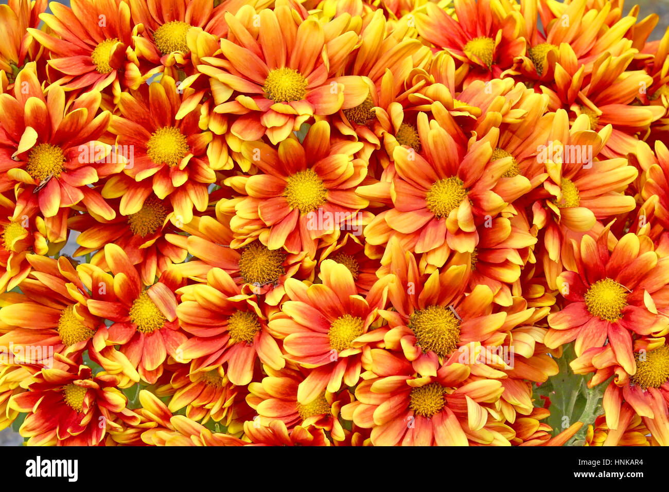 Orange chrysanthemum hi-res stock photography and images - Alamy
