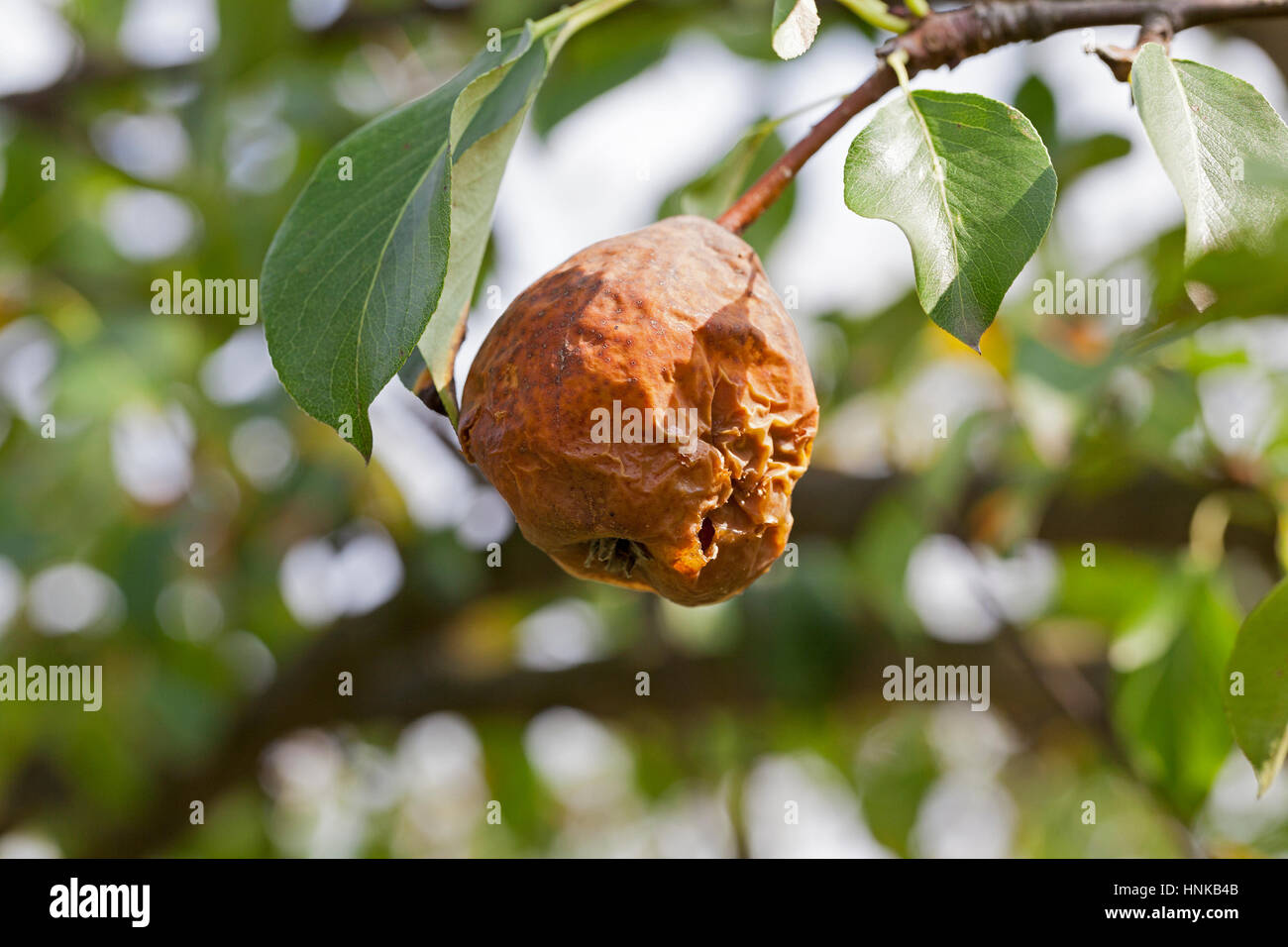 rotten pear on the tree Stock Photo