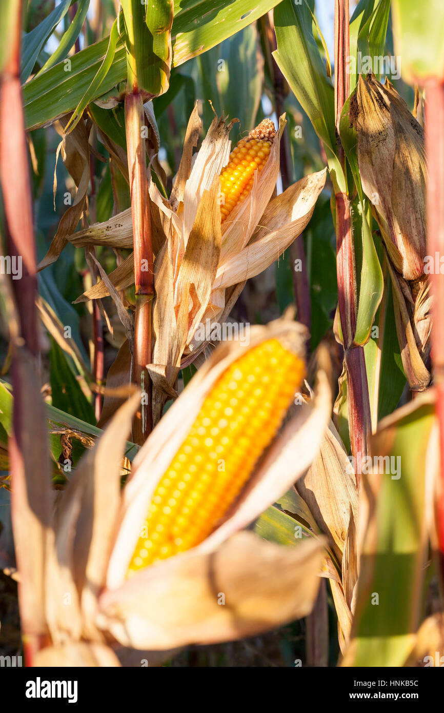 Corn cob tassel agriculture hires stock photography and images Alamy