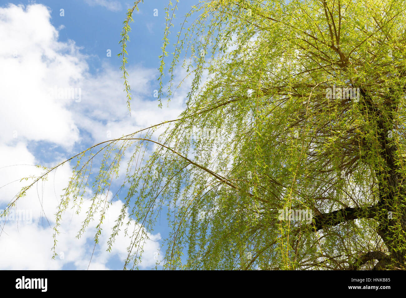 Yellow stem willow hi-res stock photography and images - Alamy