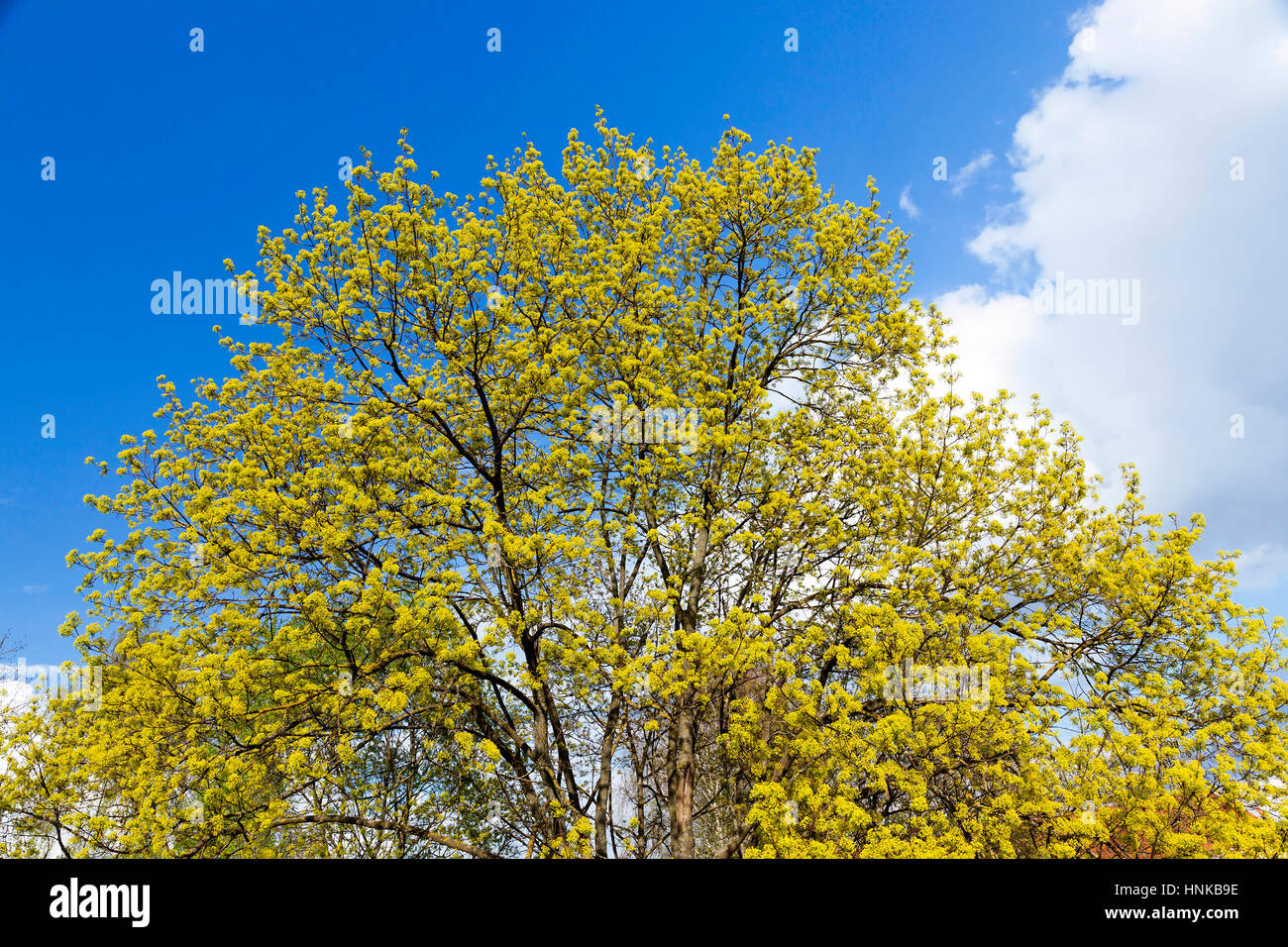 flowering maple tree Stock Photo Alamy