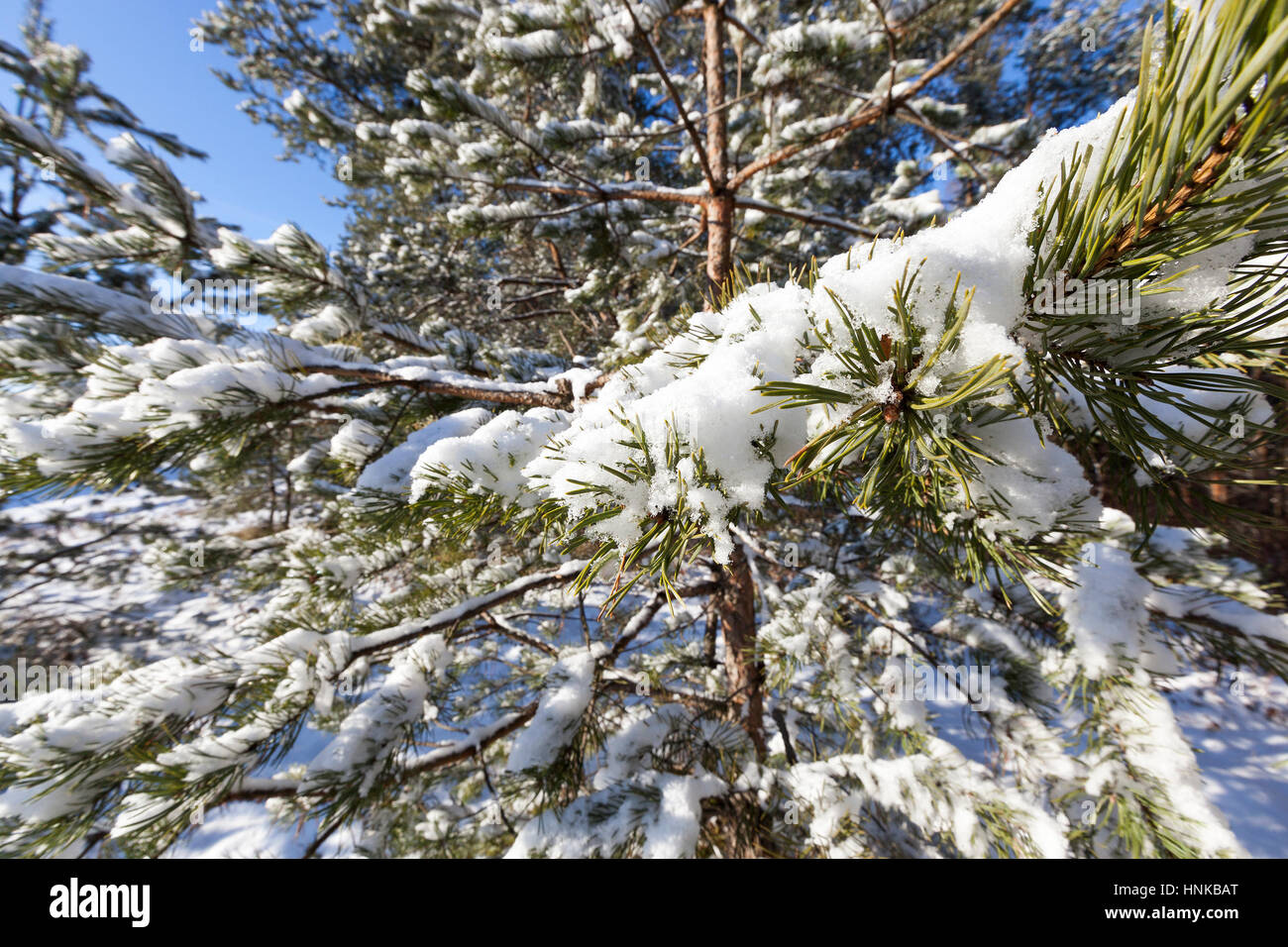 Snow covering pine tree hi-res stock photography and images - Alamy