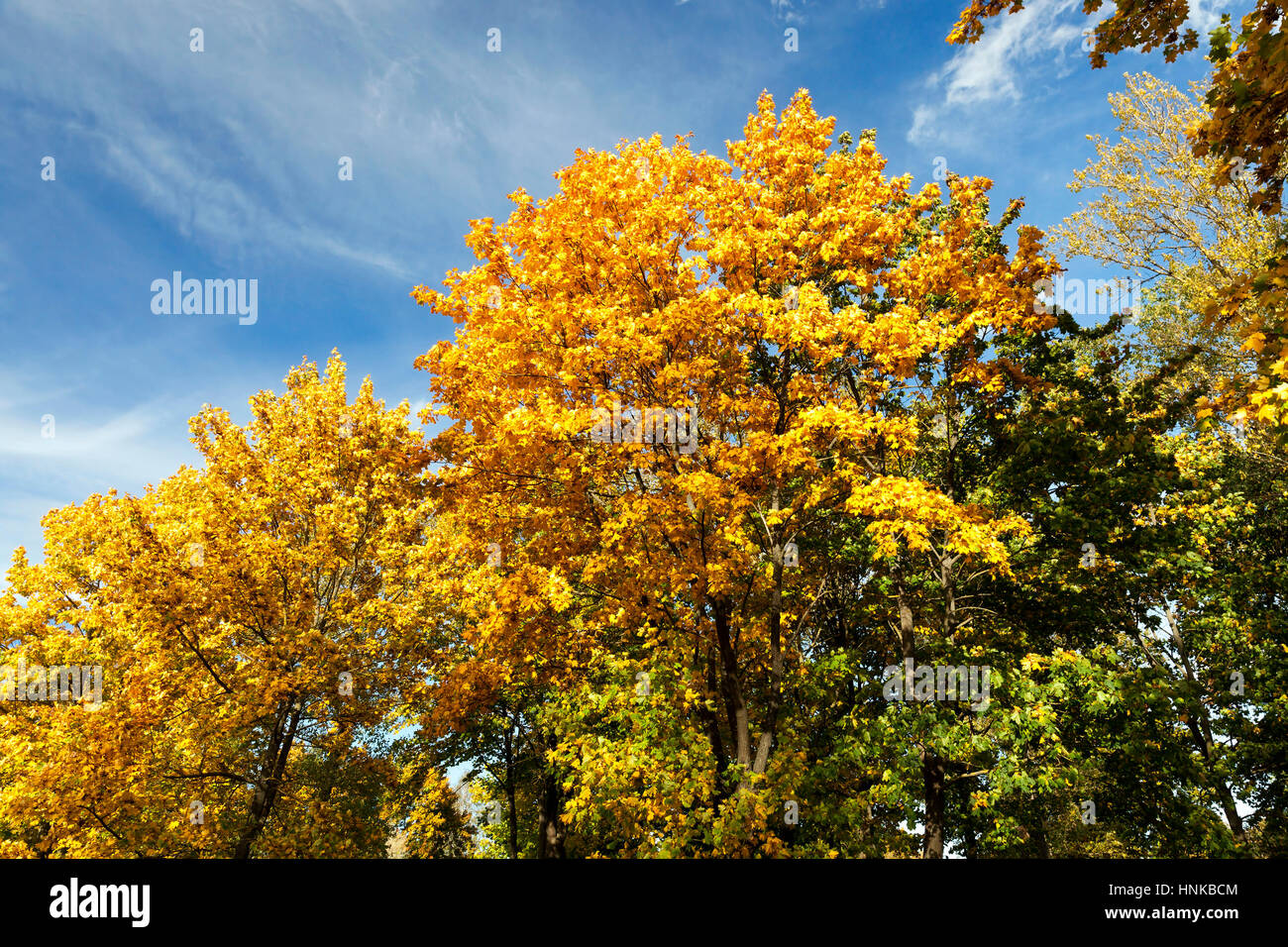 Maple Park in autumn Stock Photo - Alamy