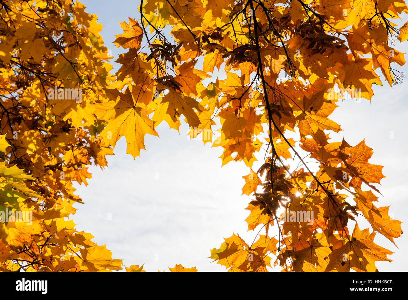 trees in autumn season Stock Photo - Alamy