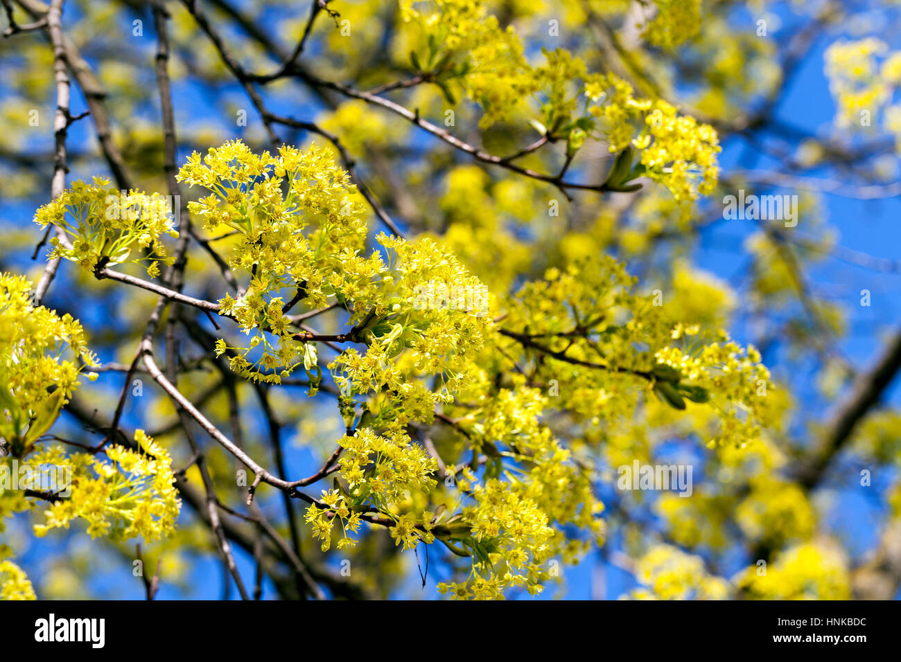 flowering maple tree Stock Photo Alamy