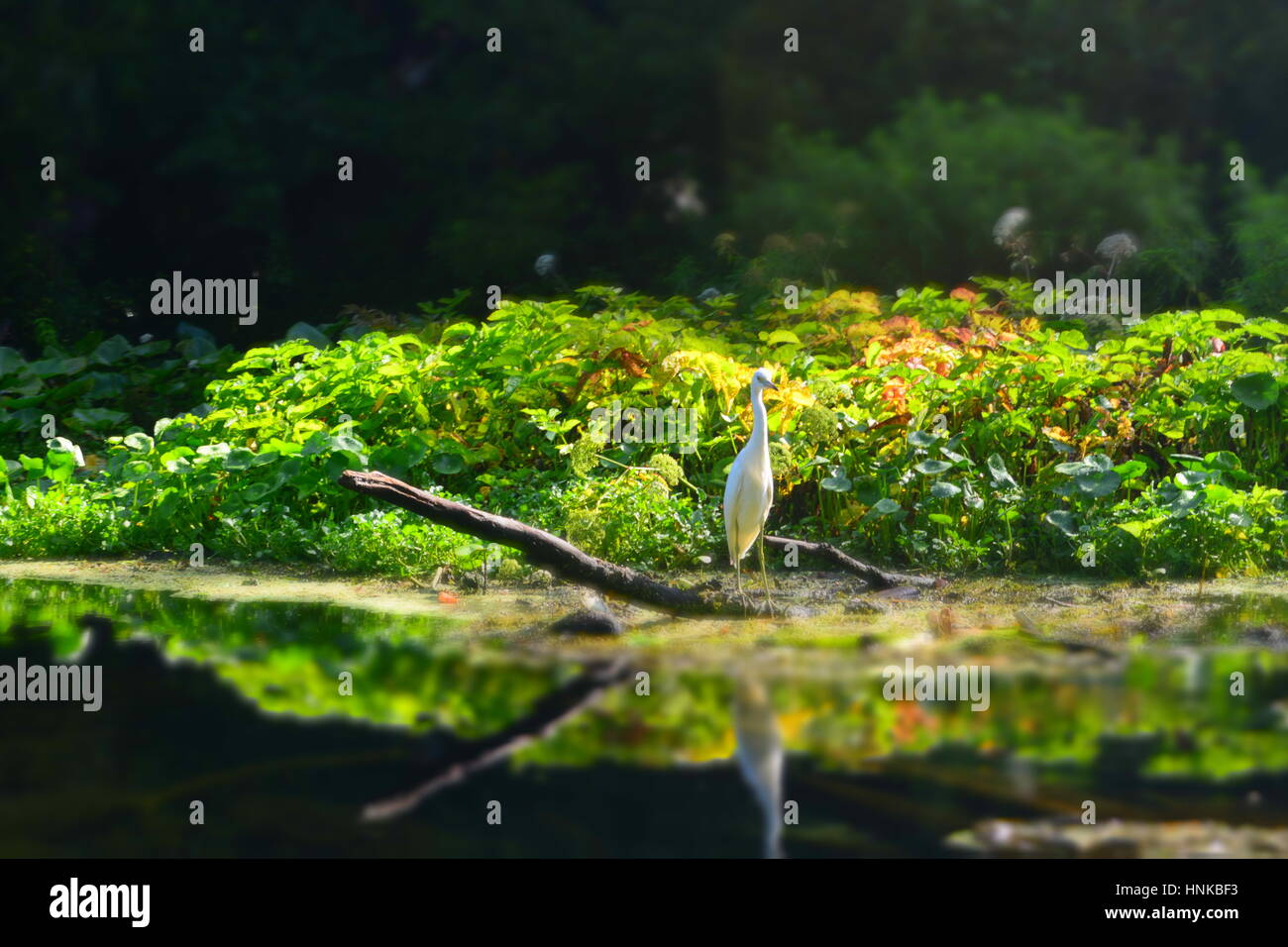whiter egret in Wekiwa Springs, Florida State Parks, Orlando, Florida, USA Stock Photo