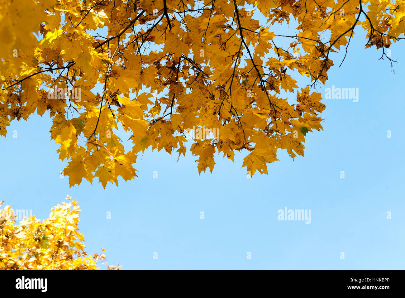 Maple Park in autumn Stock Photo - Alamy