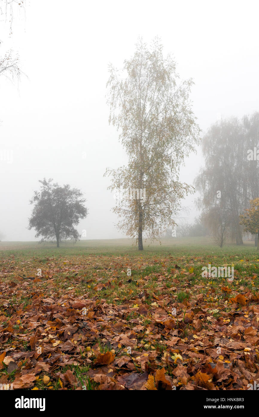 Fog in autumn season Stock Photo - Alamy