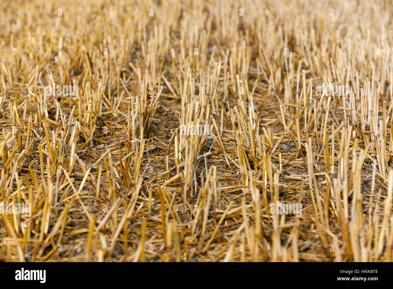 Simple Field Straw Prop straw in the field Stock Photo - Alamy