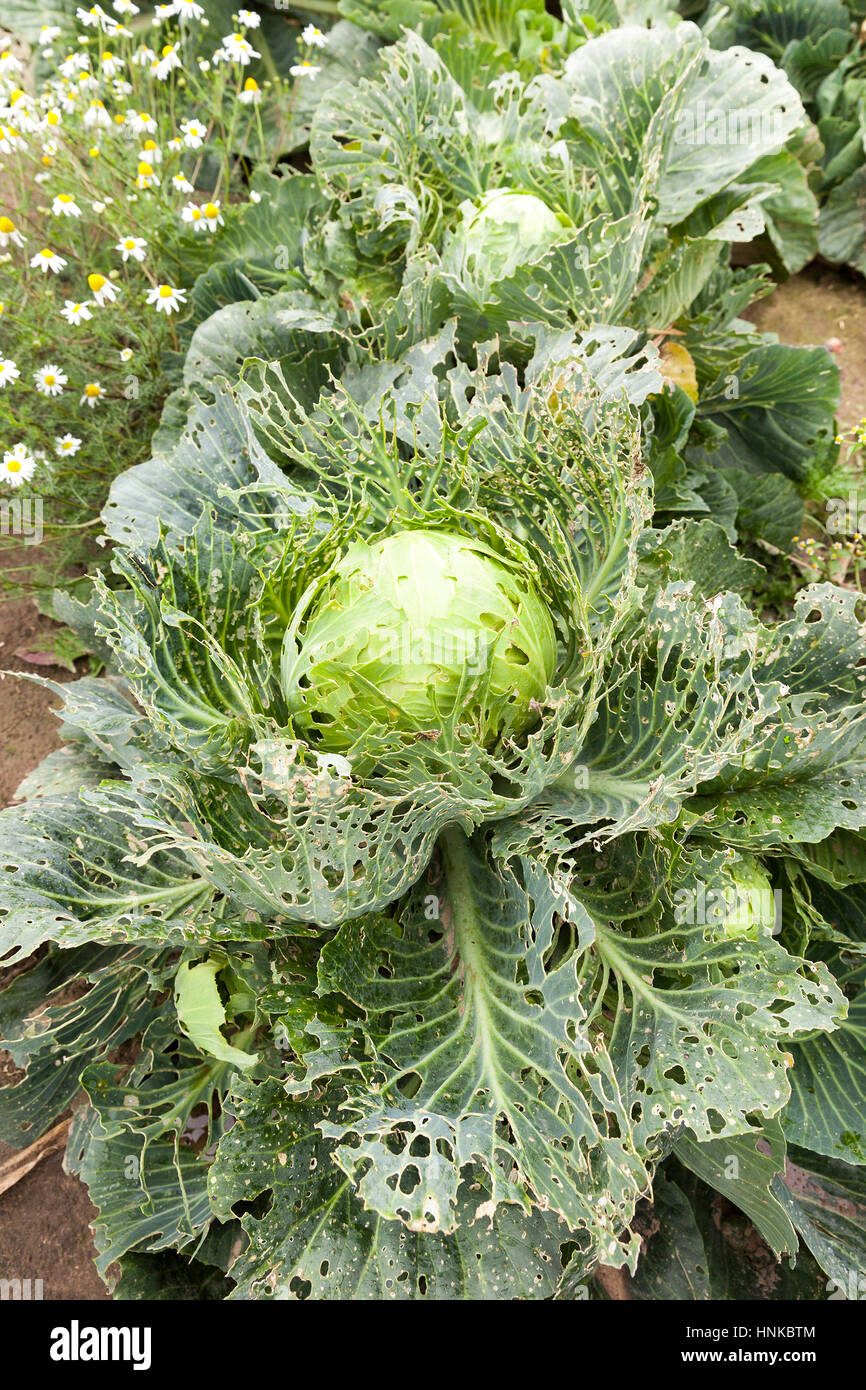 field with green cabbage Stock Photo Alamy