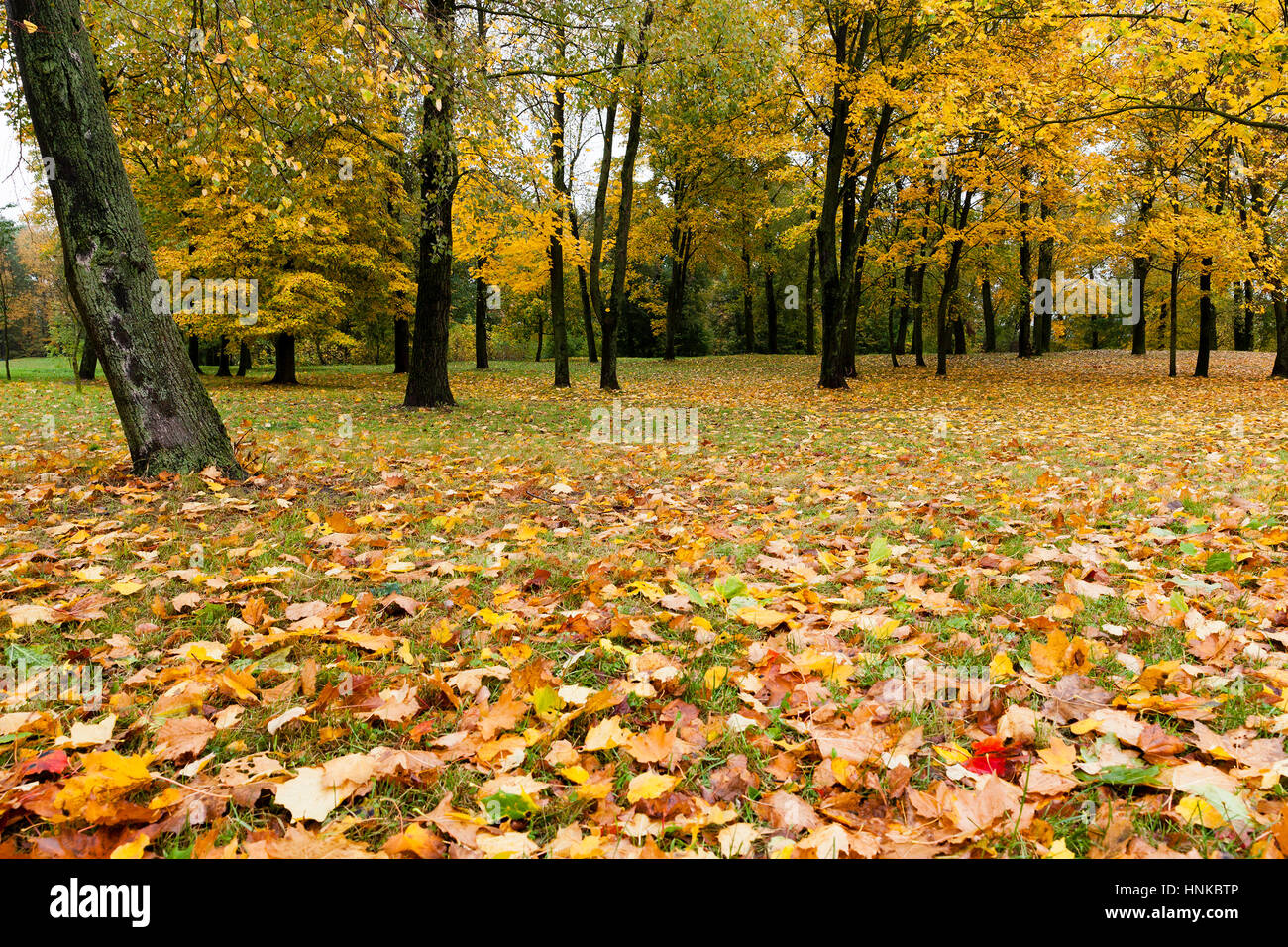 Maple Park in autumn Stock Photo - Alamy