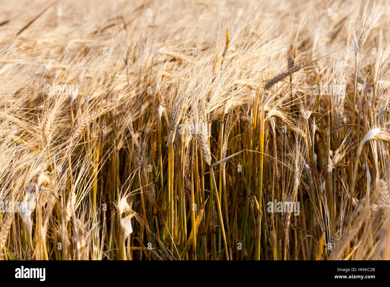 field with rye Stock Photo - Alamy