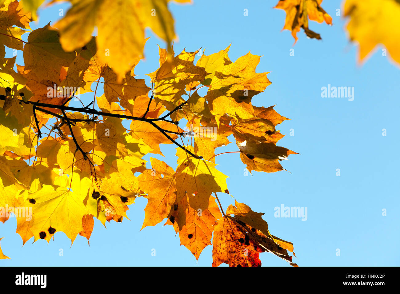 yellowed maple trees in the fall Stock Photo - Alamy