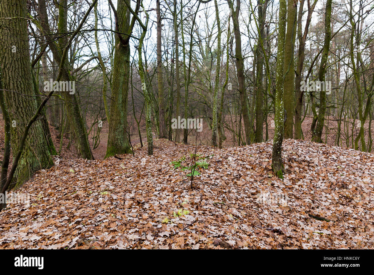 trees in autumn forest Stock Photo - Alamy
