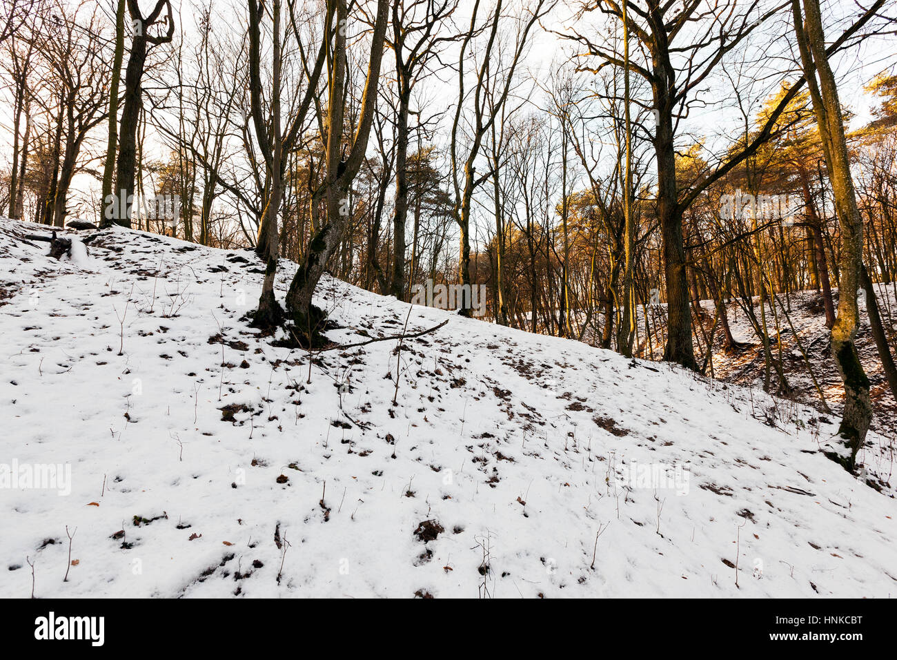 Forest in winter Stock Photo - Alamy