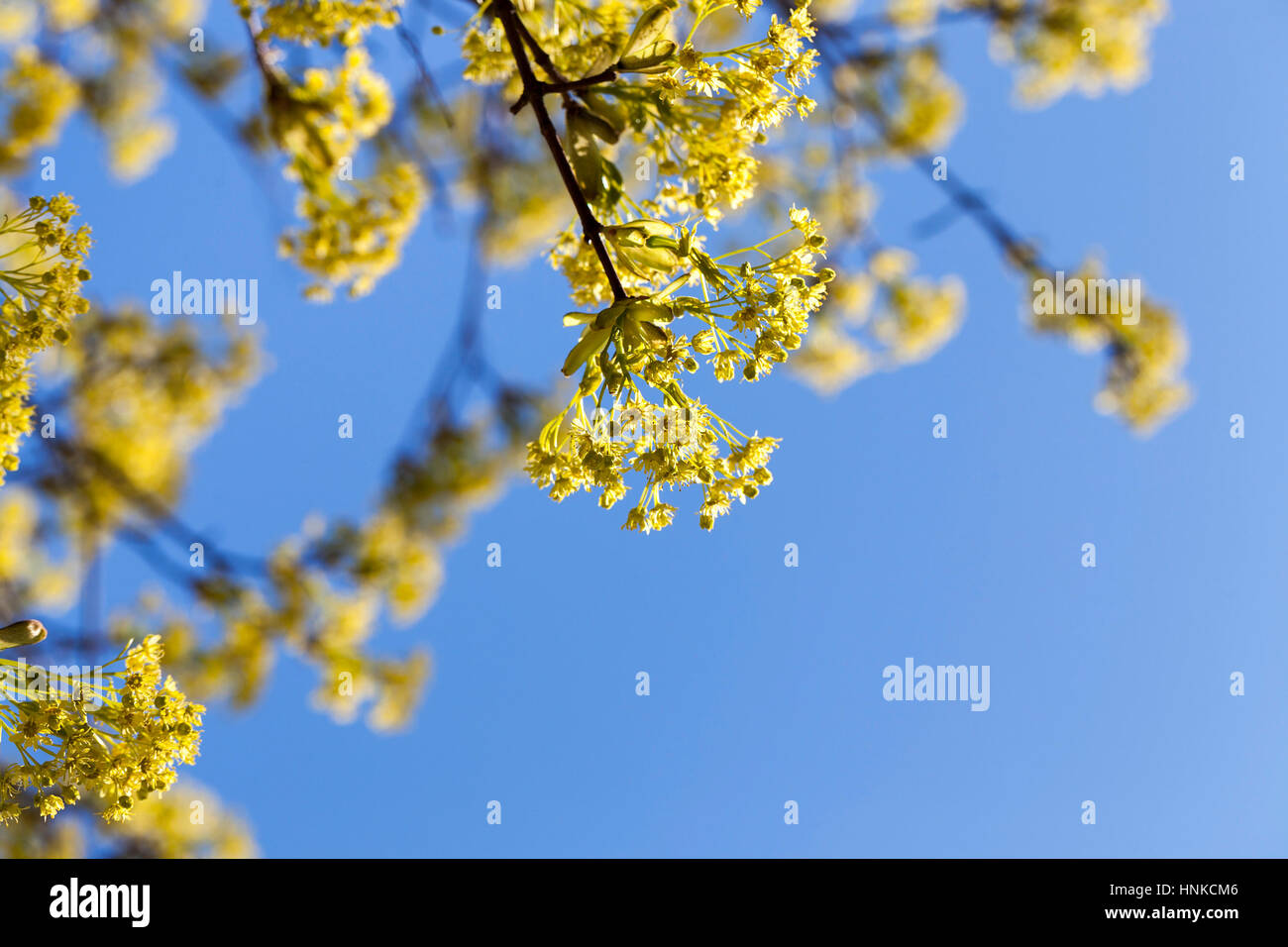flowering maple tree Stock Photo Alamy