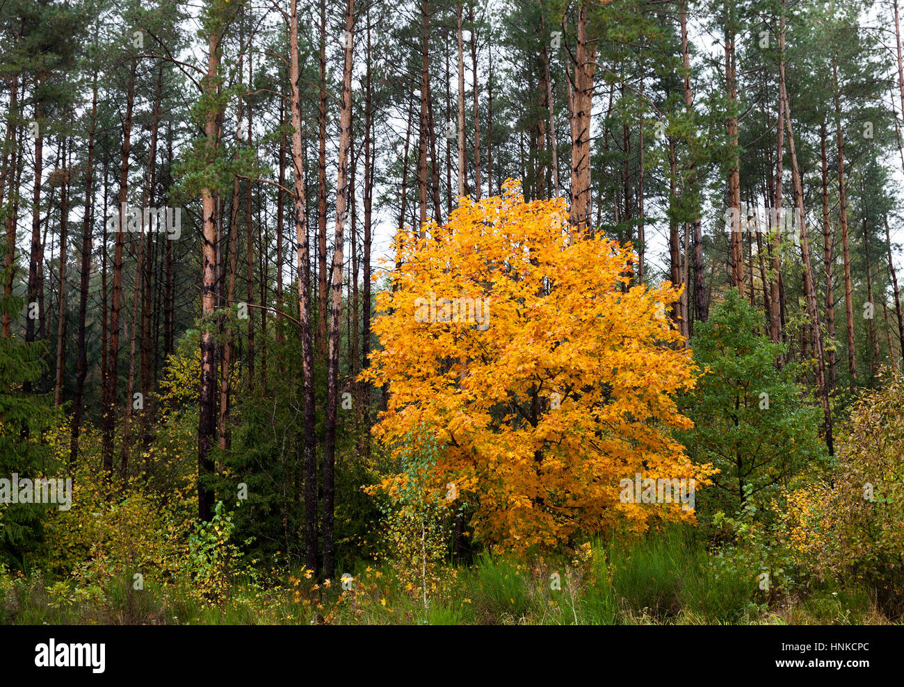 Maple Park in autumn Stock Photo - Alamy