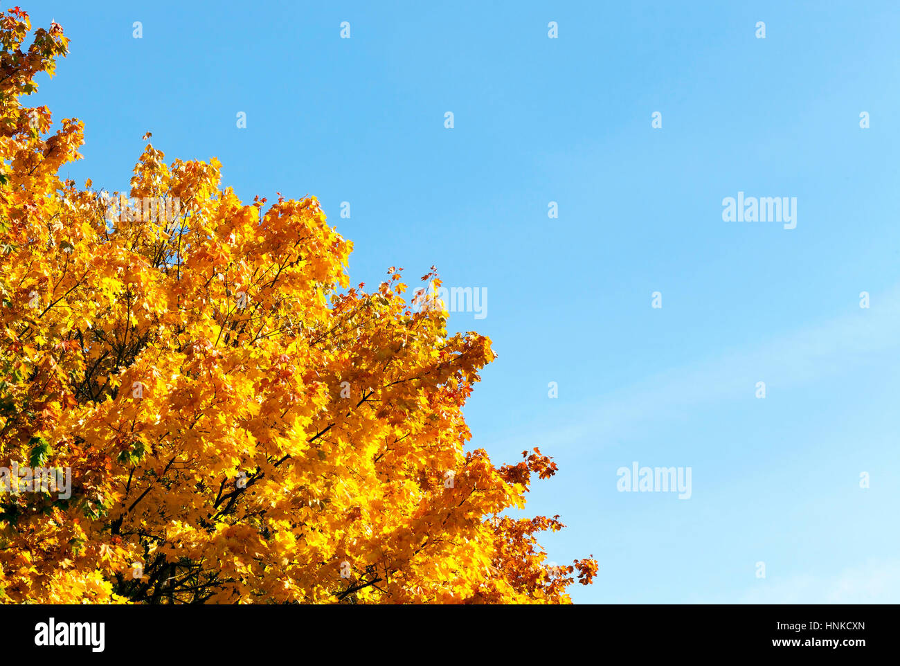 yellowed maple trees in autumn Stock Photo - Alamy